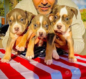 American pitbull terrier