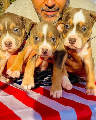 American pitbull terrier