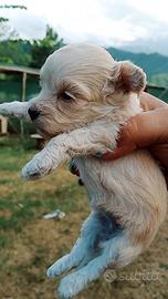 Cuccioli Champagne di Maltipoo