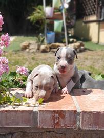 Pitbull tricolor e blue nose
