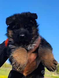Cuccioli di pastore tedesco