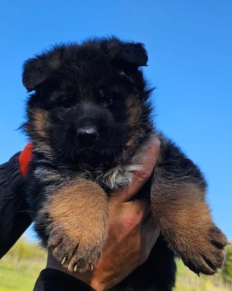 Cuccioli di pastore tedesco