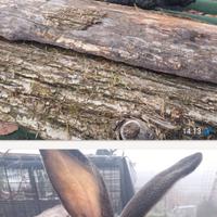 Conigli giganti delle fiandre