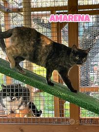 Cocco e Amarena gattini di 5 mesi