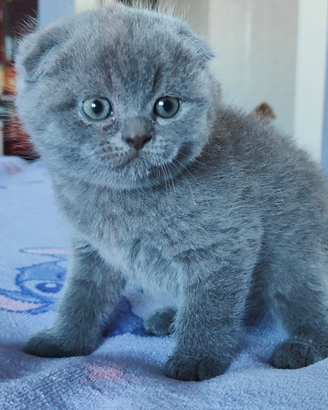 Gattini Scottish Fold con Pedigree