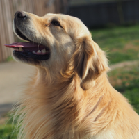 Golden retriever maschio per accoppiamento