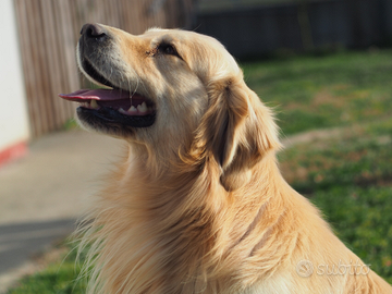 Golden retriever maschio per accoppiamento