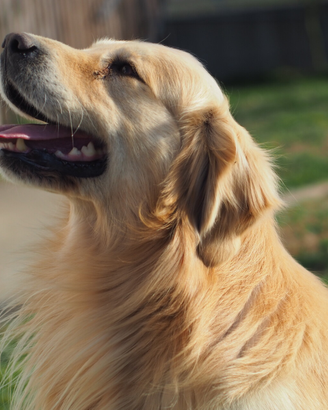 Golden retriever maschio per accoppiamento