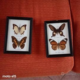 Farfalle da collezione