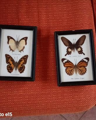 Farfalle da collezione