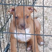 Cuccioli Pitbull