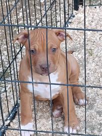 Cuccioli Pitbull