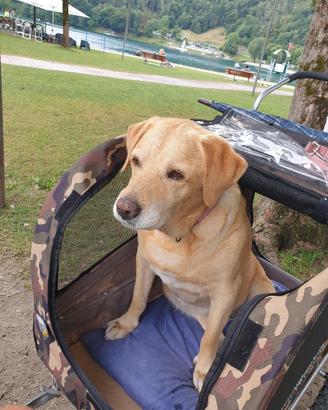 RIMORCHIO BICI E PASSEGGINO PER CANI 