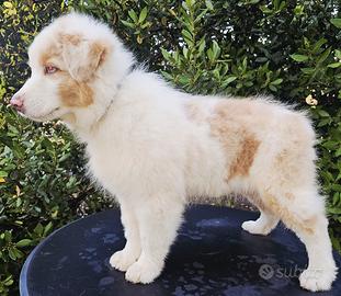 cucciolo di pastore australiano 