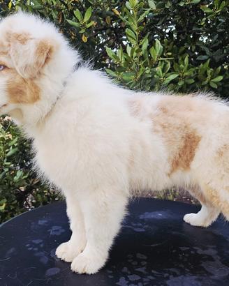 cucciolo di pastore australiano 