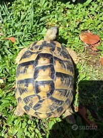 Testudo Hermanni 2015