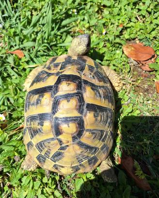Testudo Hermanni 2015