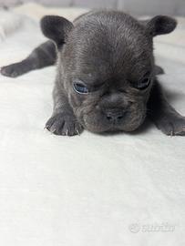Bulldog francesi blu merle