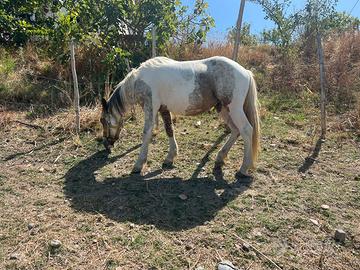 Cavallo