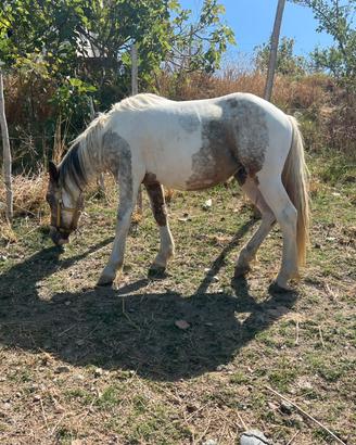 Cavallo