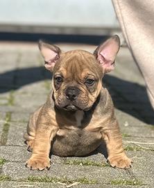 Bulldog francese