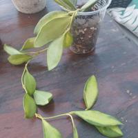 pianta di Hoya burtoniae variegata 