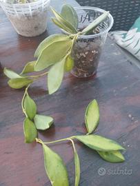 pianta di Hoya burtoniae variegata 