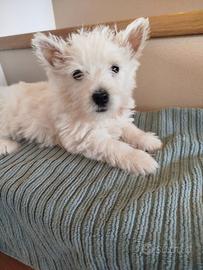 West highland White terrier