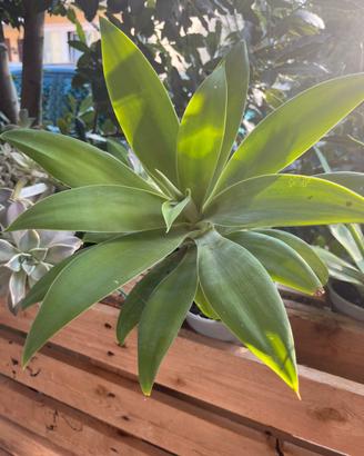 Piante di agave e succulente