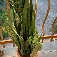 sanseveria 