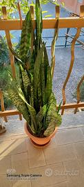 sanseveria 