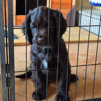 Cuccioli di Cocker Spaniel inglesi da lavoro