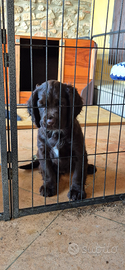 Cuccioli di Cocker Spaniel inglesi da lavoro