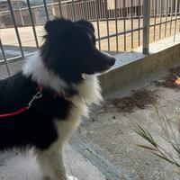Border collie monta