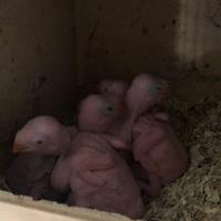 Pulli parrocchetti dal collare