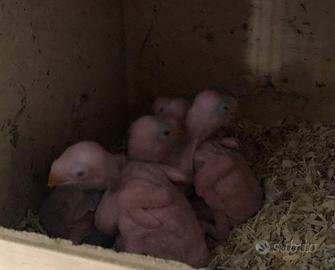 Pulli parrocchetti dal collare