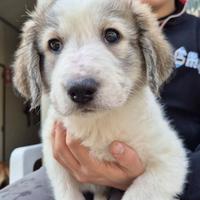 Cucciole femmine 2 mesi