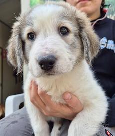 Cucciole femmine 2 mesi