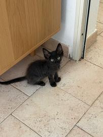 Piccola gattina nera