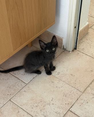 Piccola gattina nera