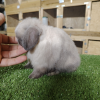 Coniglio nano minilop