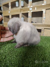 Coniglio nano minilop