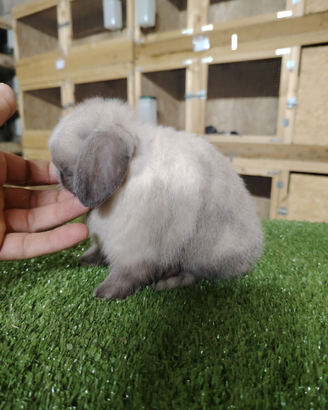 Coniglio nano minilop