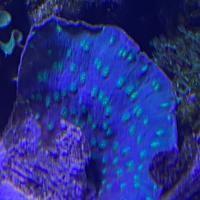 Echinophyllia lamellosa - Corallo LPS