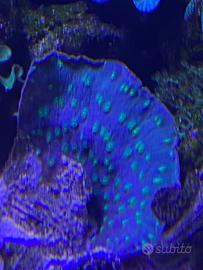 Echinophyllia lamellosa - Corallo LPS