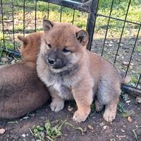 Shiba inu cucciolo
