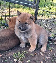 Shiba inu cucciolo