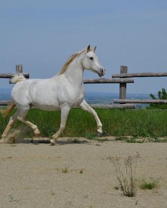 Fattrice Purosangue Arabo domata