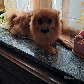 Spliz Pomerania nano 7 mesi