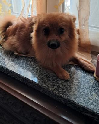 Spliz Pomerania nano 7 mesi